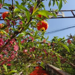 Shibawan Farm Family Resort User Photo