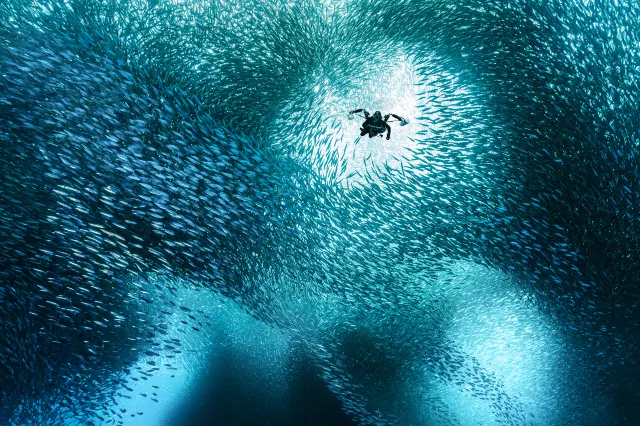 Moalboal sardine run, Philippines