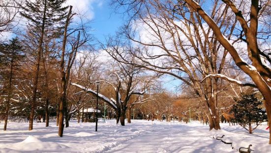 冬日的札幌随意逛逛都很美，闲庭漫步在公园里，雪压枝头，四处放