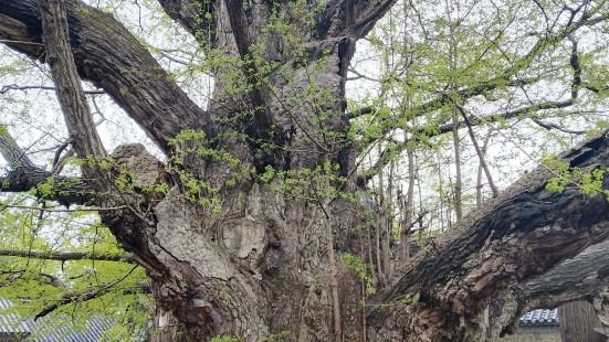 世界上最古老的銀杏樹有3200歲了，她就在山東省莒縣浮來山公
