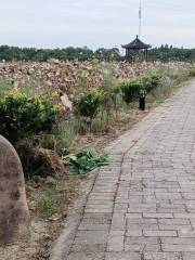 Hundred-Acre Lotus Pond, Maming Old Street