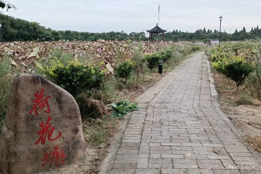 馬鳴老街百畝荷花塘