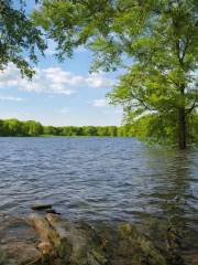 Lyons Woods Forest Preserve