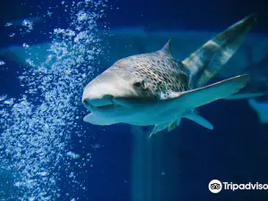 SEA LIFE Aquarium