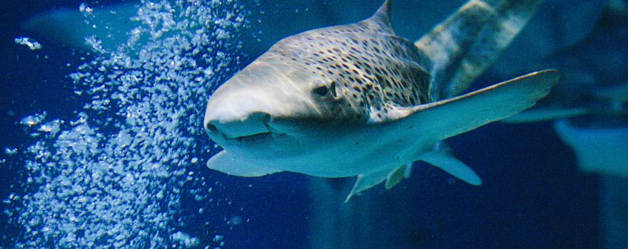 SEA LIFE Aquarium