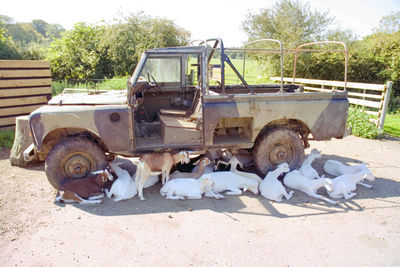 Longdown Activity Farm