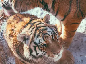 Siberia Tiger Park