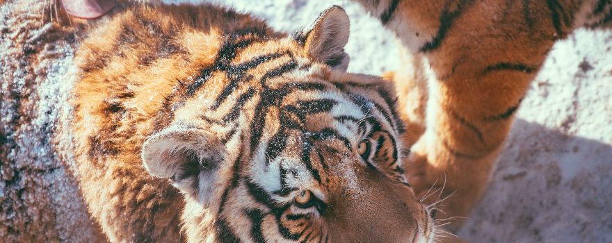 สวนเสือไซบีเรีย