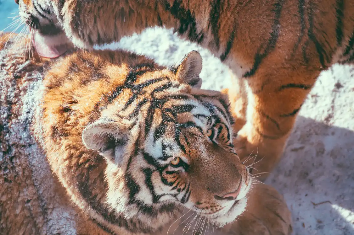 Hotels near Siberia Tiger Park