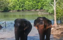 Krabi Elephant Shelter