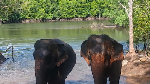 Krabi Elephant Shelter
