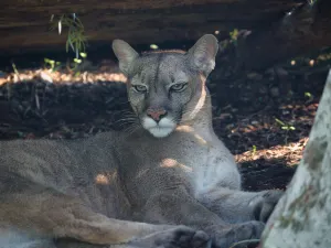 Paris Zoological Park