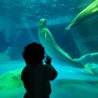 Shanghai haichang ocean Park