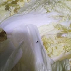 XIAO HANG DA ZAO TAI User Photo