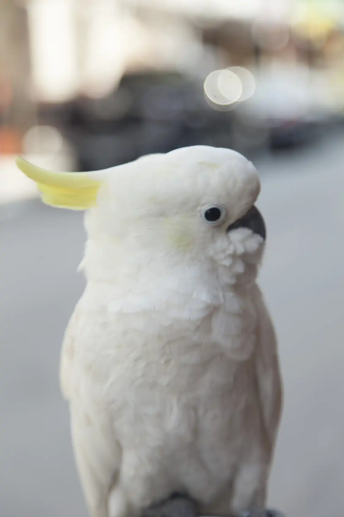 남궁 앵무원 주변 호텔