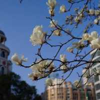 Best Places to See Spring Blossoms in SH