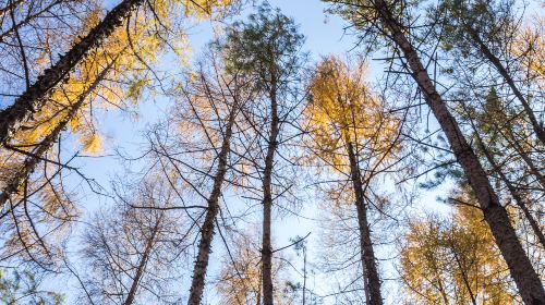 Baicaowa National Forest Park