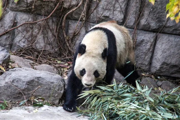 Для бизнес-поездок Отели в г. Аделаида