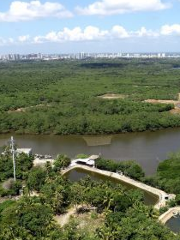 Qinglan Mangrove Provincial Nature Reserve, Hainan