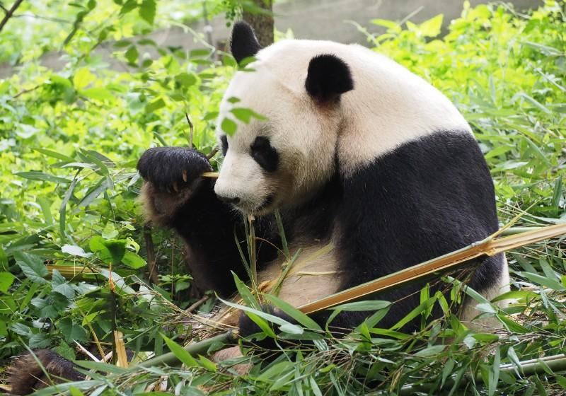 2026  Chengdu Travel Guide - Best Things to do in Chengdu