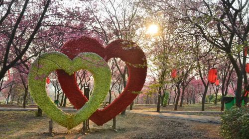 桂陽櫻花園