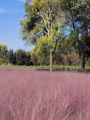 Muhlenbergia Capillaris Garden