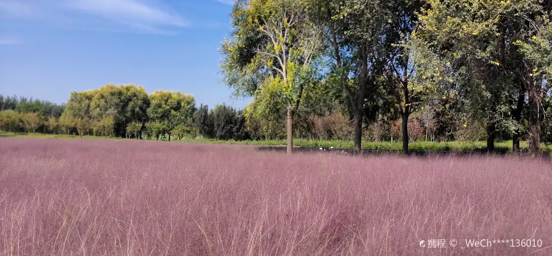 Hotels near Muhlenbergia Capillaris Garden