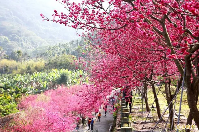 半天岩紫雲寺櫻花
