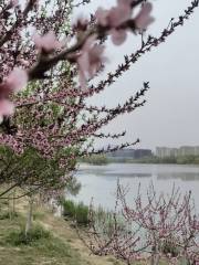 West Area of Yanjiao Riverside Forest Park