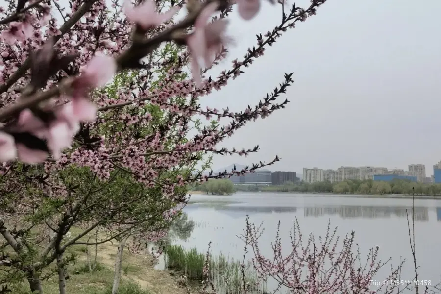 West Area of Yanjiao Riverside Forest Park