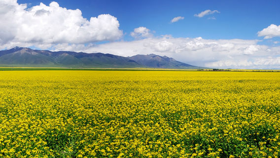 Baili Rapeseed Flower Scenic Area - Viewing Platform