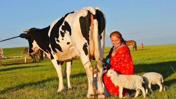 Wild Wolf Valley, Wulagai Grassland