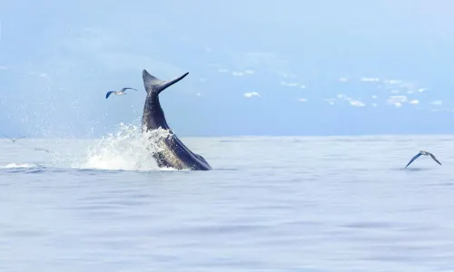 Whale Watching At Sea in Sri Lanka