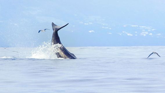 Trincomalee Sea Tour And Whale Watching