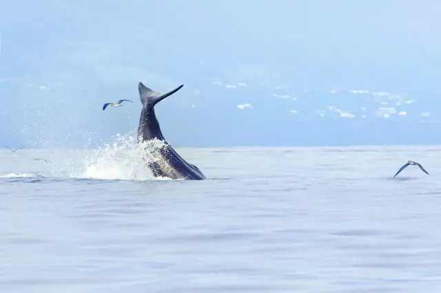 Whale Watching At Sea in Sri Lanka