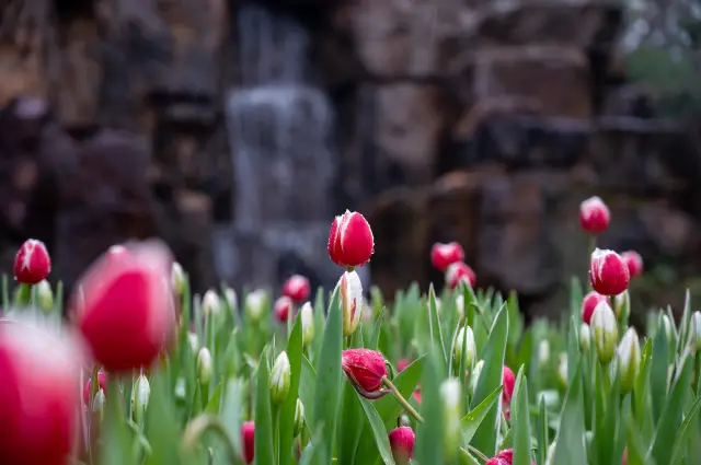 Tulip Viewing in Shanghai
