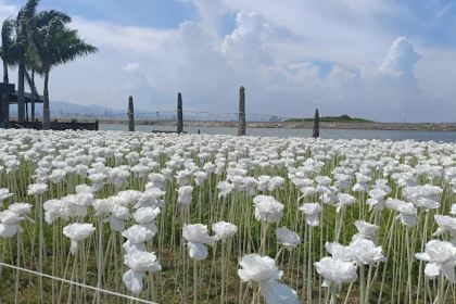 10,000 Roses Cafe & More