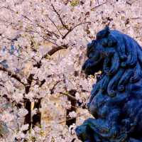 日本橋の見事な桜
