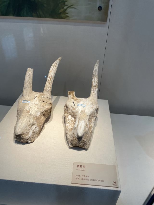 Heyuan City Museum (Heyuan Dinosaur Museum)