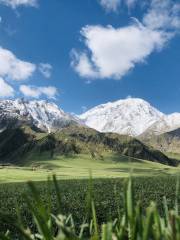 Yamen Grassland