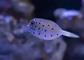 Wuxi Aquarium