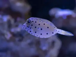 Wuxi Aquarium