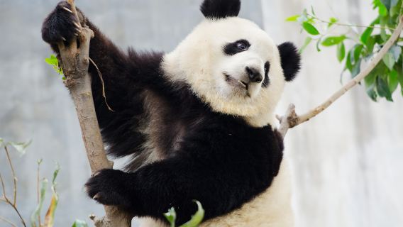 [Panda Volunteer + Pick-up and Drop-off] Giant Panda Love Experience activity+ 8-Hour Social Work Certificate|Choose one from Wolong, Dujiangyan or Bifengxia