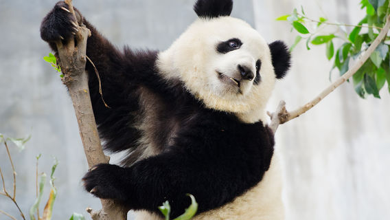 ChengduExperiences