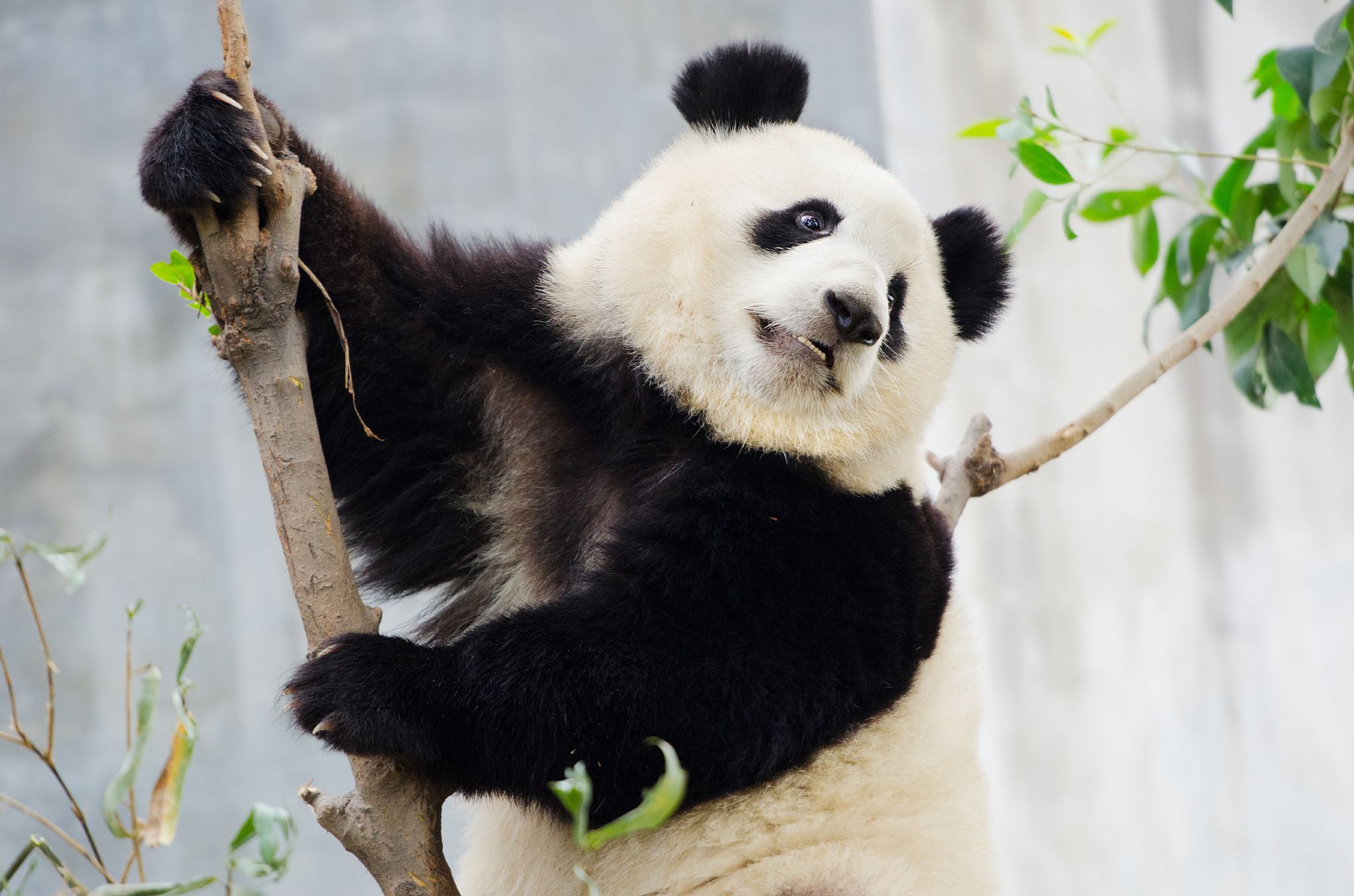 Panda Volunteer Activity with Transfer Service + 8hr Social Work Certificate|Choose one from Wolong/Dujiangyan/Bifengxia