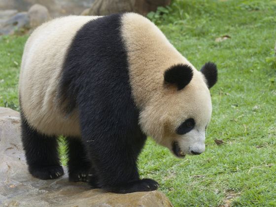 Bifengxia Panda Reserve