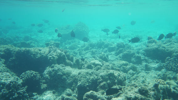 Redang Island