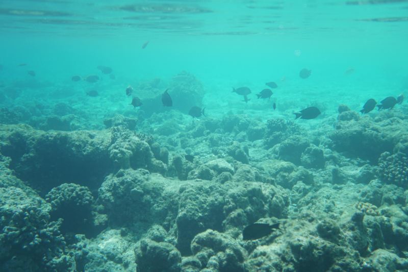 Laguna Redang Dive Center