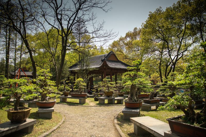 Mid-Level Lotus Garden