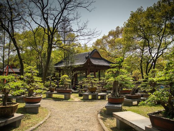 Mid-Level Lotus Garden